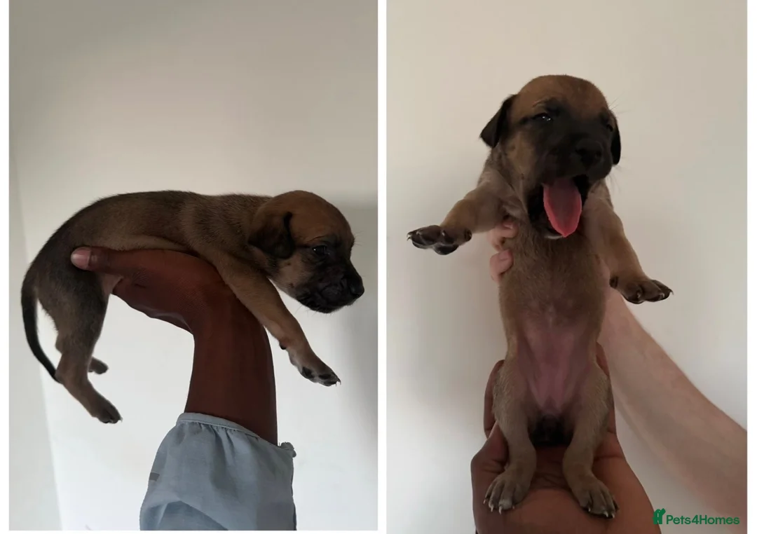 Mixed Breed dogs for sale: Malinois cross staffy  in London - Advert 11