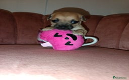 Chihuahua dogs for sale: Chihuahua girls 🩷🩷🩷 - Advert 6