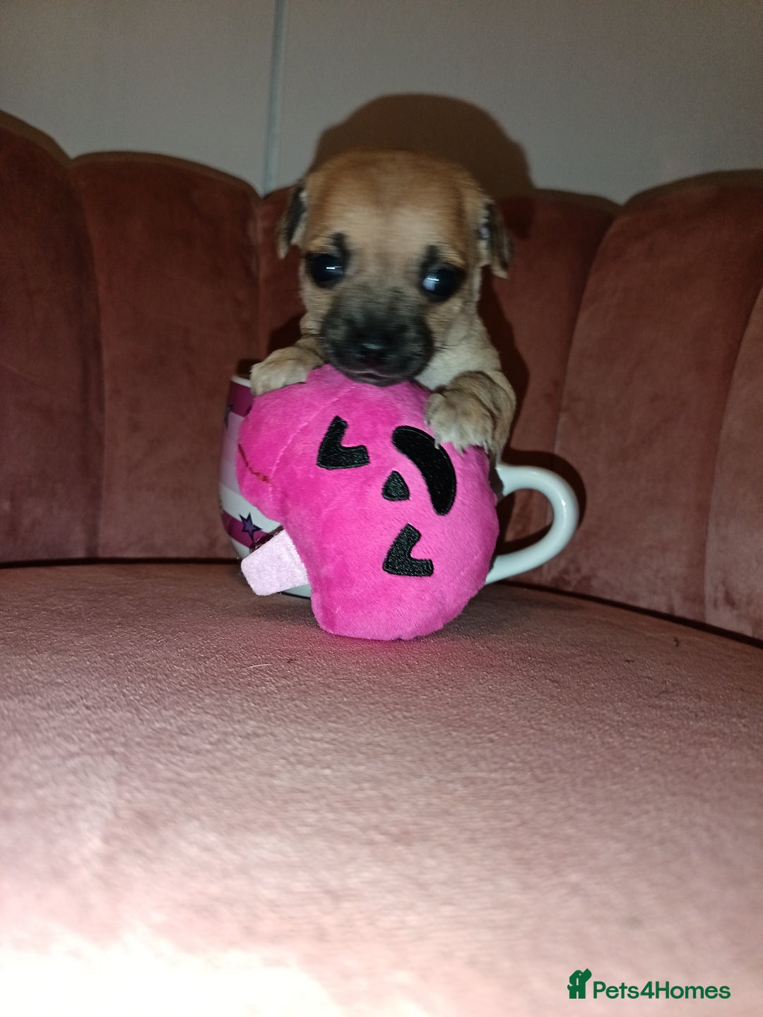 Chihuahua dogs for sale: Chihuahua girls 🩷🩷🩷 - Advert 6