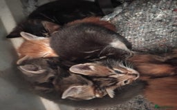 Mixed Breed cats for sale: 7 Beautiful tabby x British Short Hair ready - Image 15