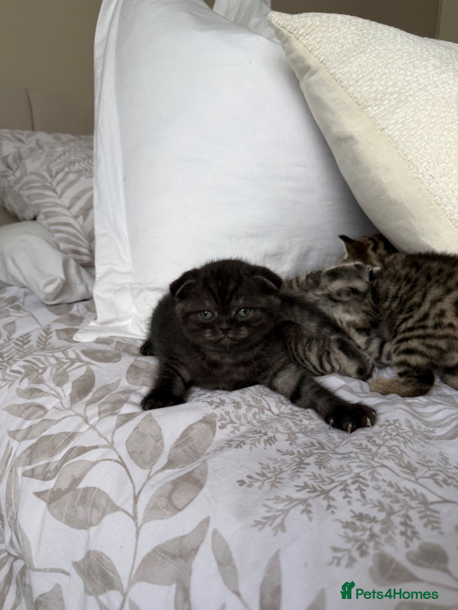 Scottish Fold cats Scottish fold black smoke kitten  - Advert 16