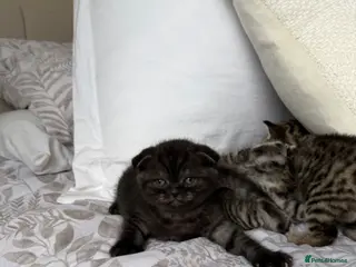 Scottish Fold cats Scottish fold black smoke kitten - Advert 16