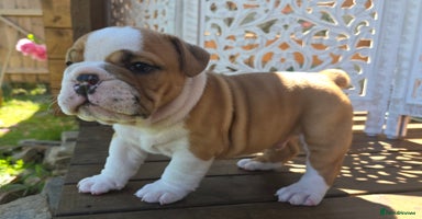 English Bulldog dogs - Advert 3