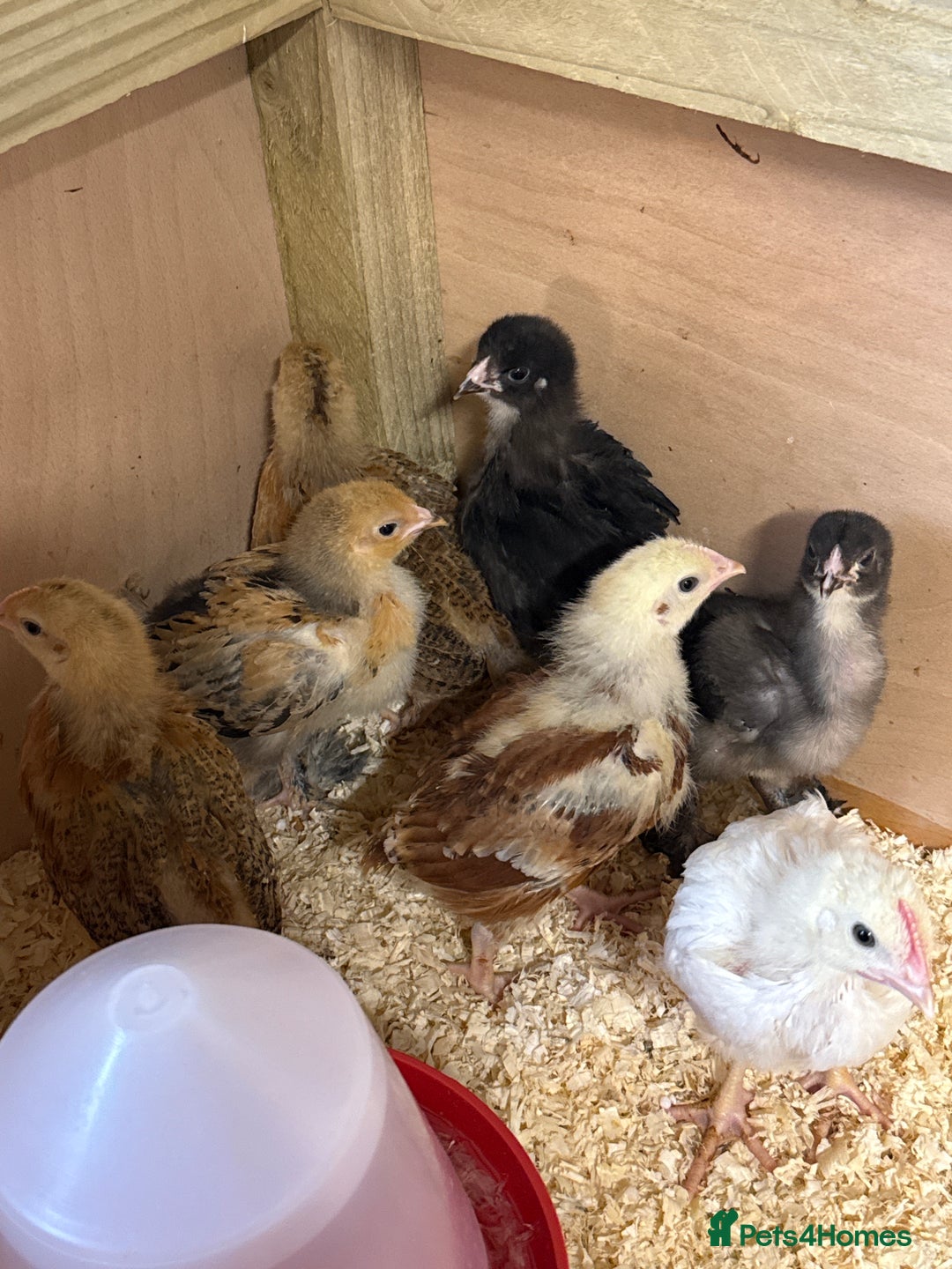 Chickens poultry for sale: Mixed Hybrids Chicks  - Image 1