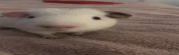 Guinea Pig rodents for sale: Guinea pigs 2 males  in Burton-on-Trent - Advert 2