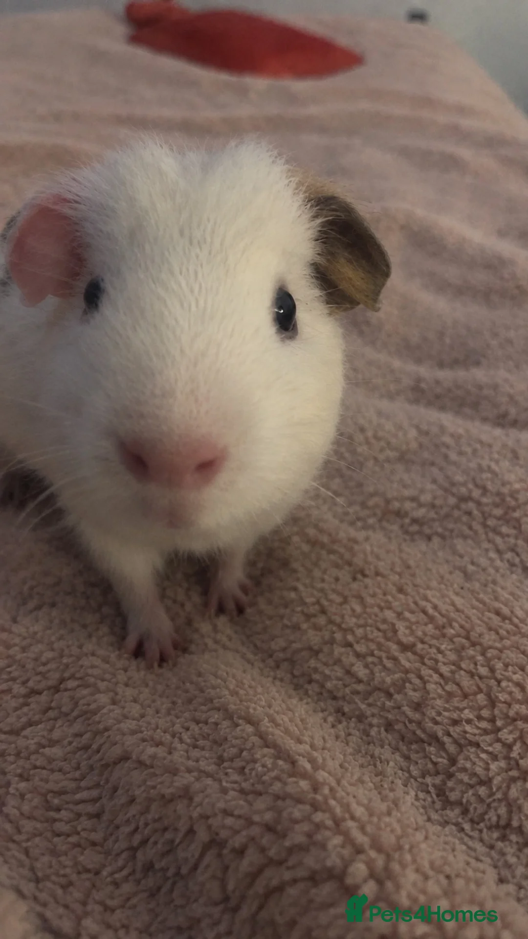 Guinea Pig rodents for sale: Guinea pigs 2 males  in Burton-on-Trent - Advert 2