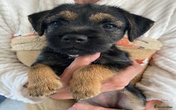 Border Terrier dogs for sale: Border Terrier Puppies for Sale - Image 9