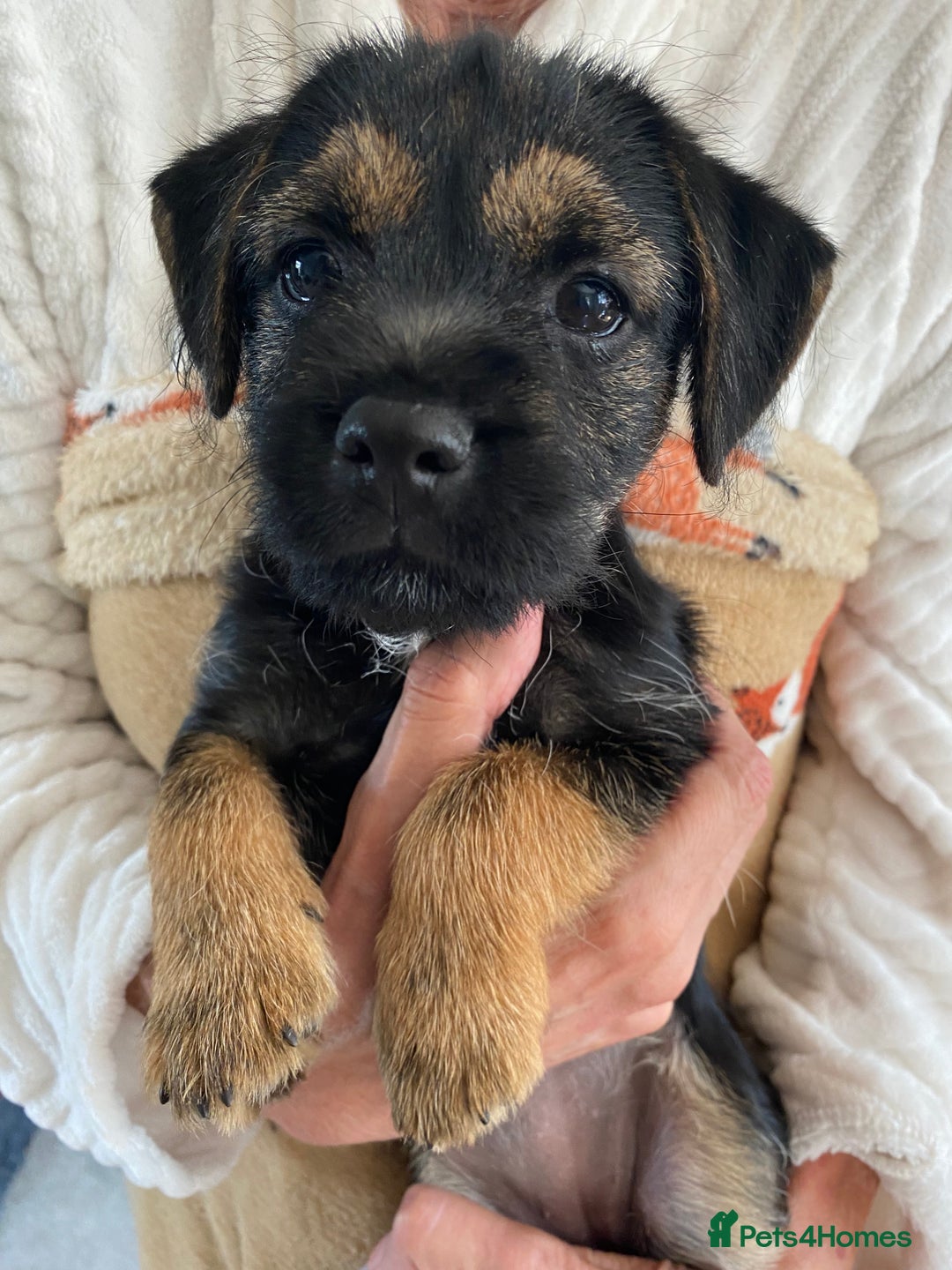 Border Terrier dogs for sale: Border Terrier Puppies for Sale - Image 9