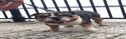 English Bulldog dogs for stud: BRUNO tri merl English bulldog ready for stud 🦍🦍 - Advert 5