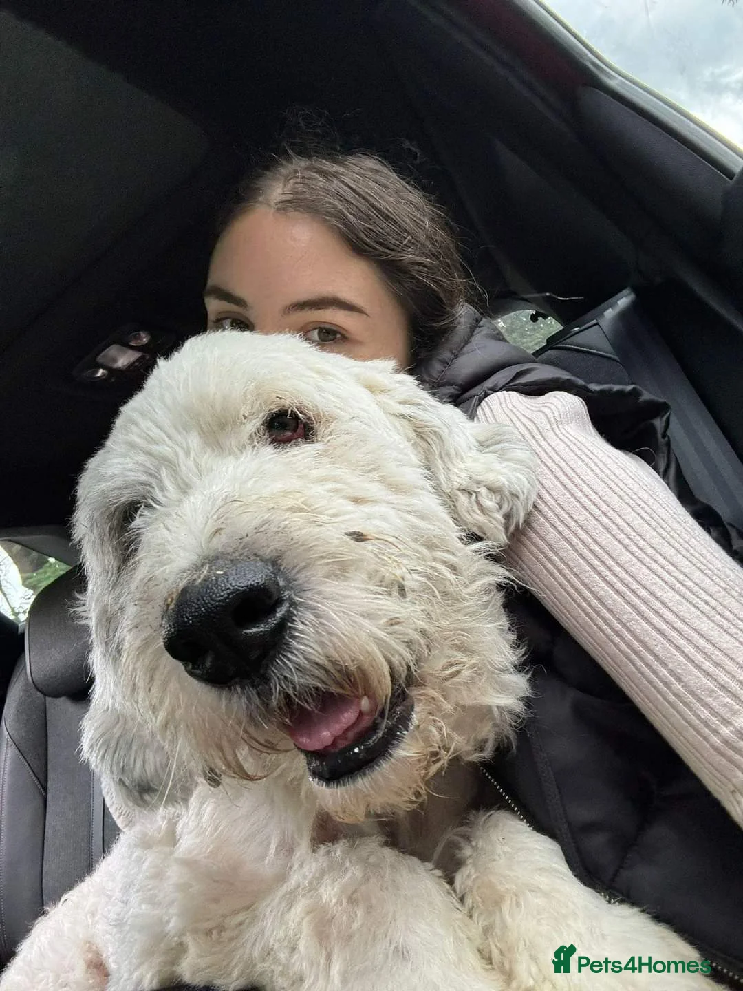 Mixed Breed dogs for adoption: Meet Pixel, currently residing in Lancashire in Blackburn - Advert 2