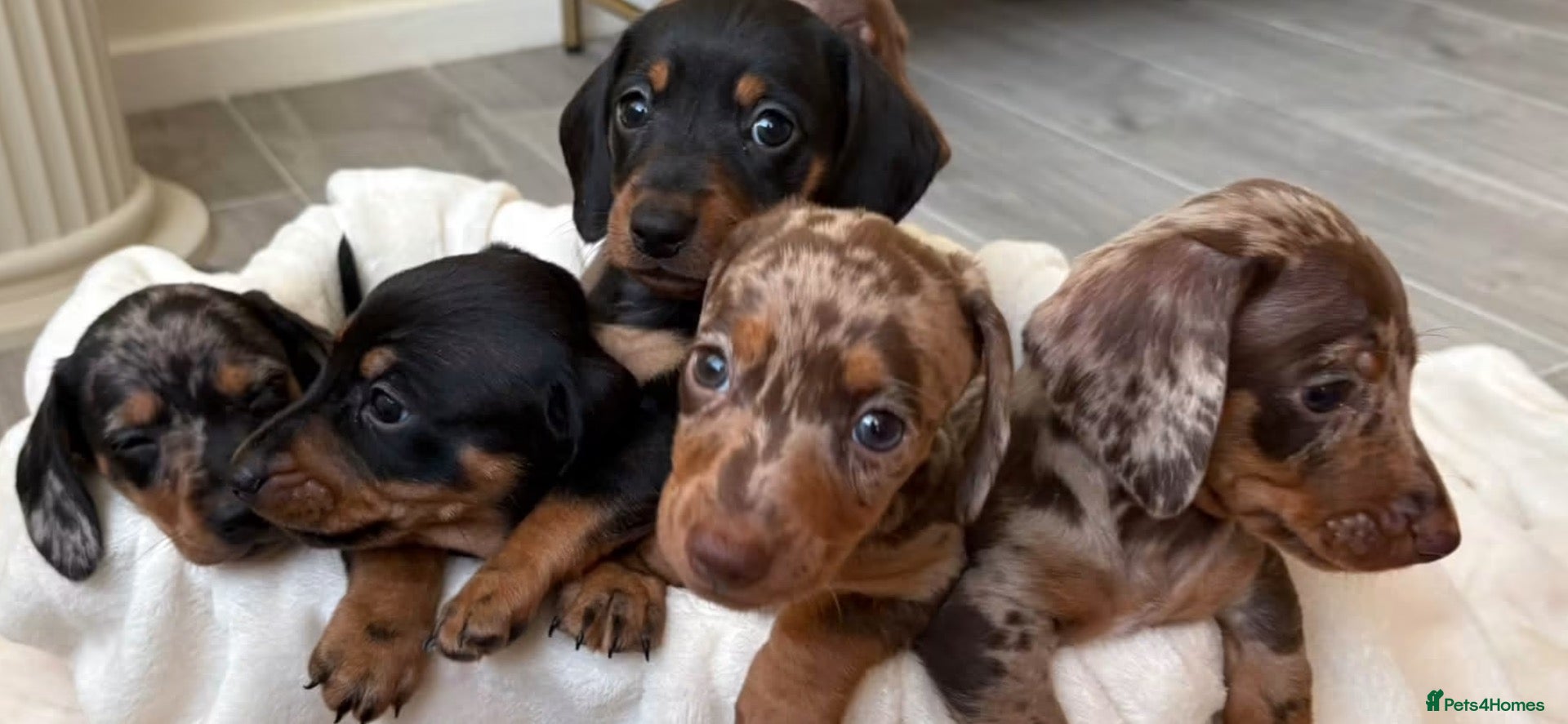 Miniature Dachshund dogs Chocolate/isabella miniature dachshund  - Advert 2