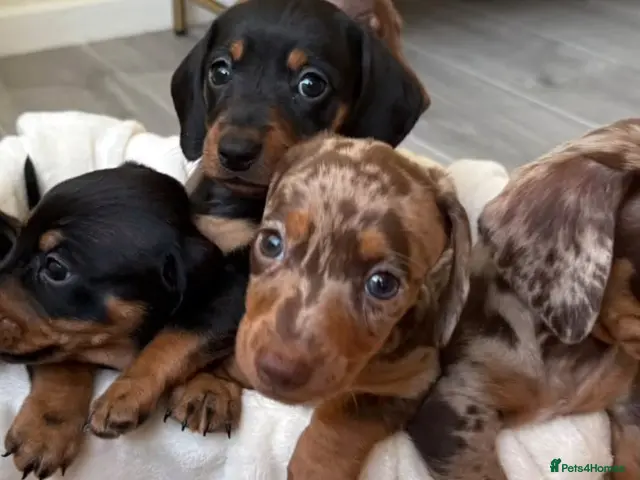 Miniature Dachshund dogs for stud: Chocolate/isabella miniature dachshund - Advert 2