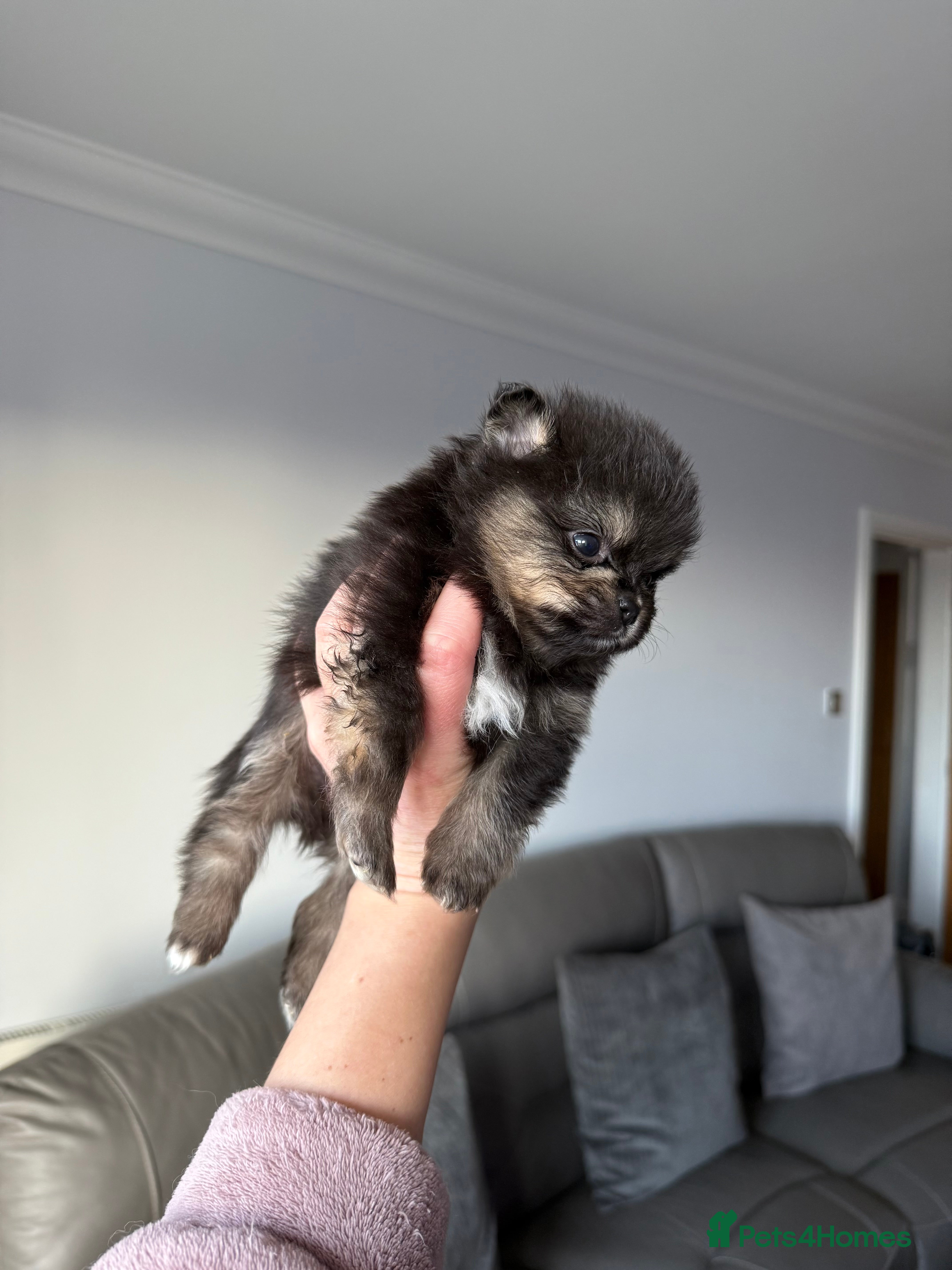 Pomeranian dogs Black and tan girls 🖤🧡💖 - Advert 8