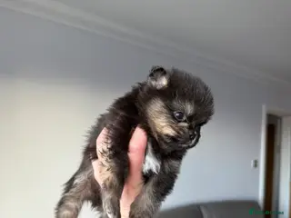 Pomeranian dogs Black and tan girls 🖤🧡💖 - Advert 8