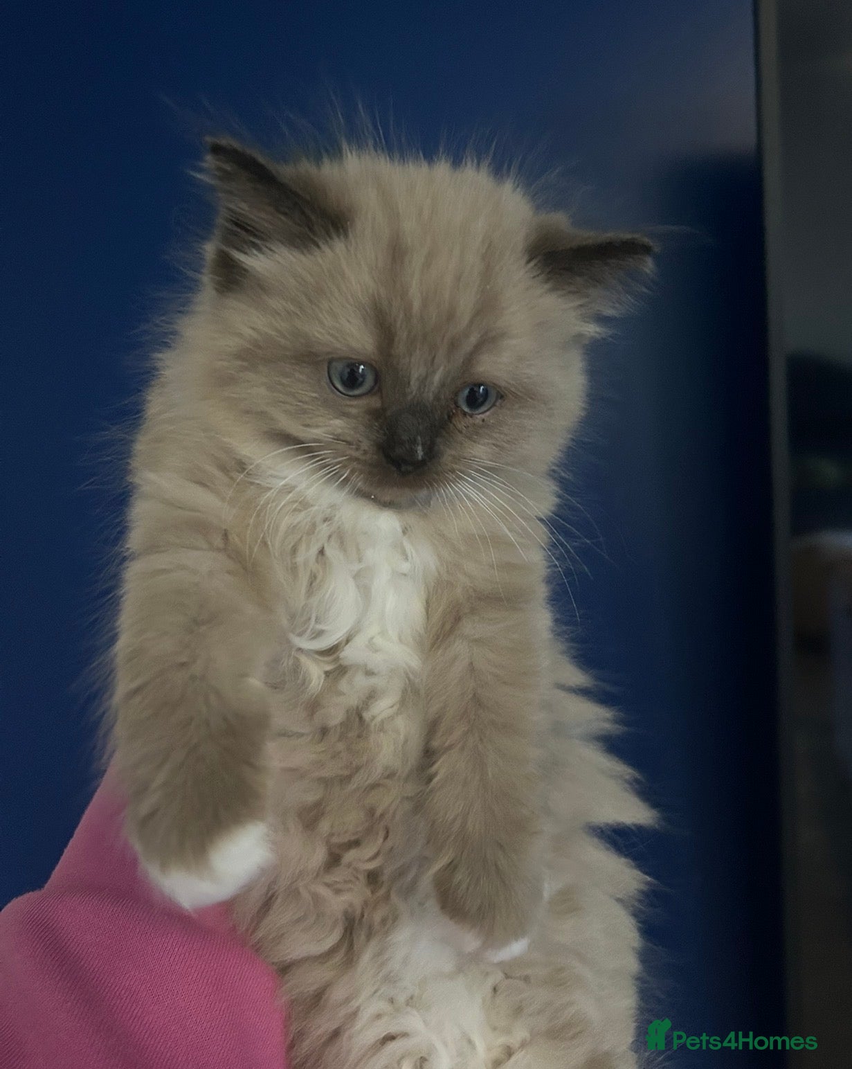 Ragdoll cats Beautiful MINK ragdoll - Advert 3