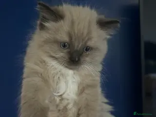 Ragdoll cats Beautiful MINK ragdoll - Advert 3