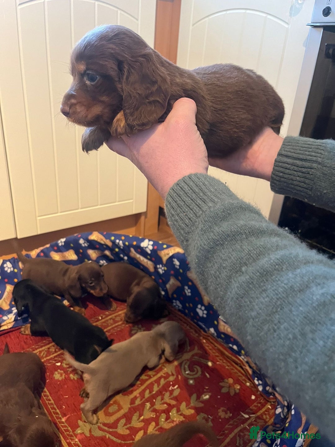 Dachshund dogs for sale: Dachshund - Advert 6