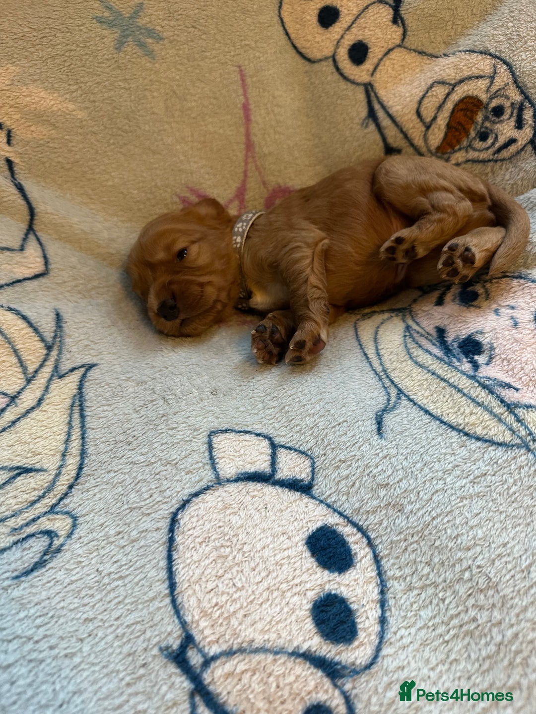 Cocker Spaniel dogs for sale: First and last litter top class red cockers - Image 8