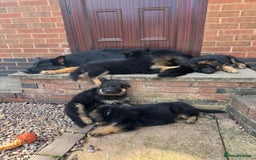 German Shepherd dogs for sale: READY TO GO Long Haired German Shepherd Puppies - Image 3