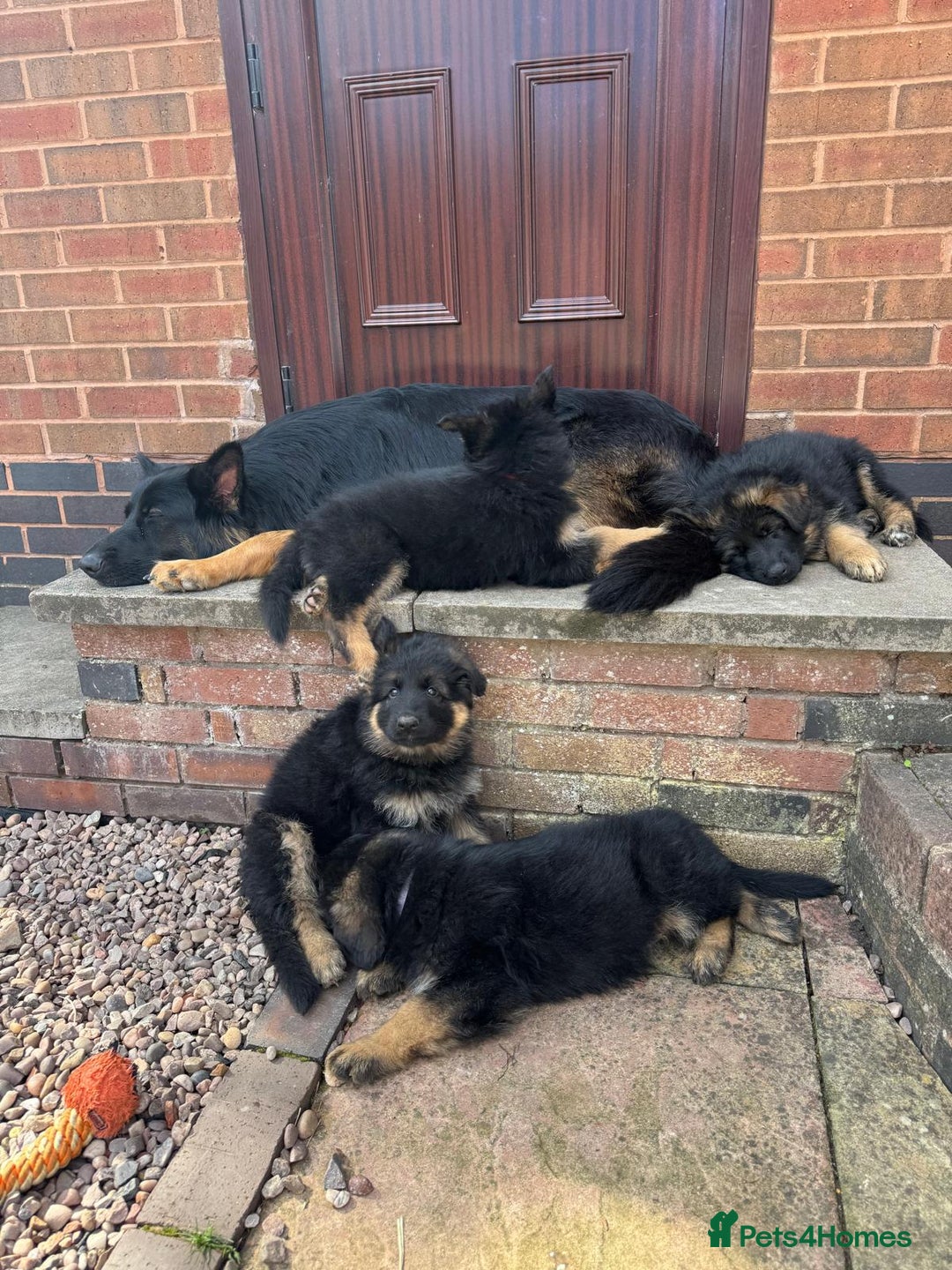 German Shepherd dogs for sale: READY TO GO Long Haired German Shepherd Puppies - Image 3