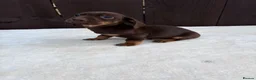 Miniature Dachshund dogs for sale: Dachshund puppies 2 boys 1 girl  - Advert 21