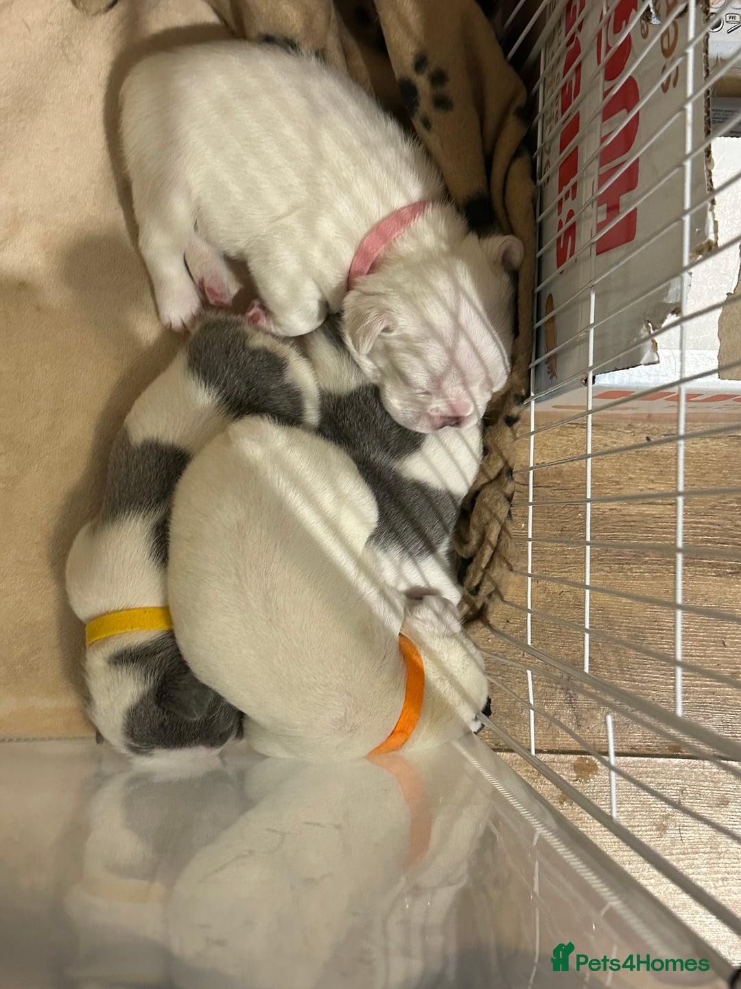 French Bulldog dogs for sale: French bulldog “fluffy” - Advert 27