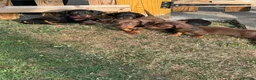 Miniature Dachshund dogs for sale: Ready now Miniature dachshund girls - Advert 2