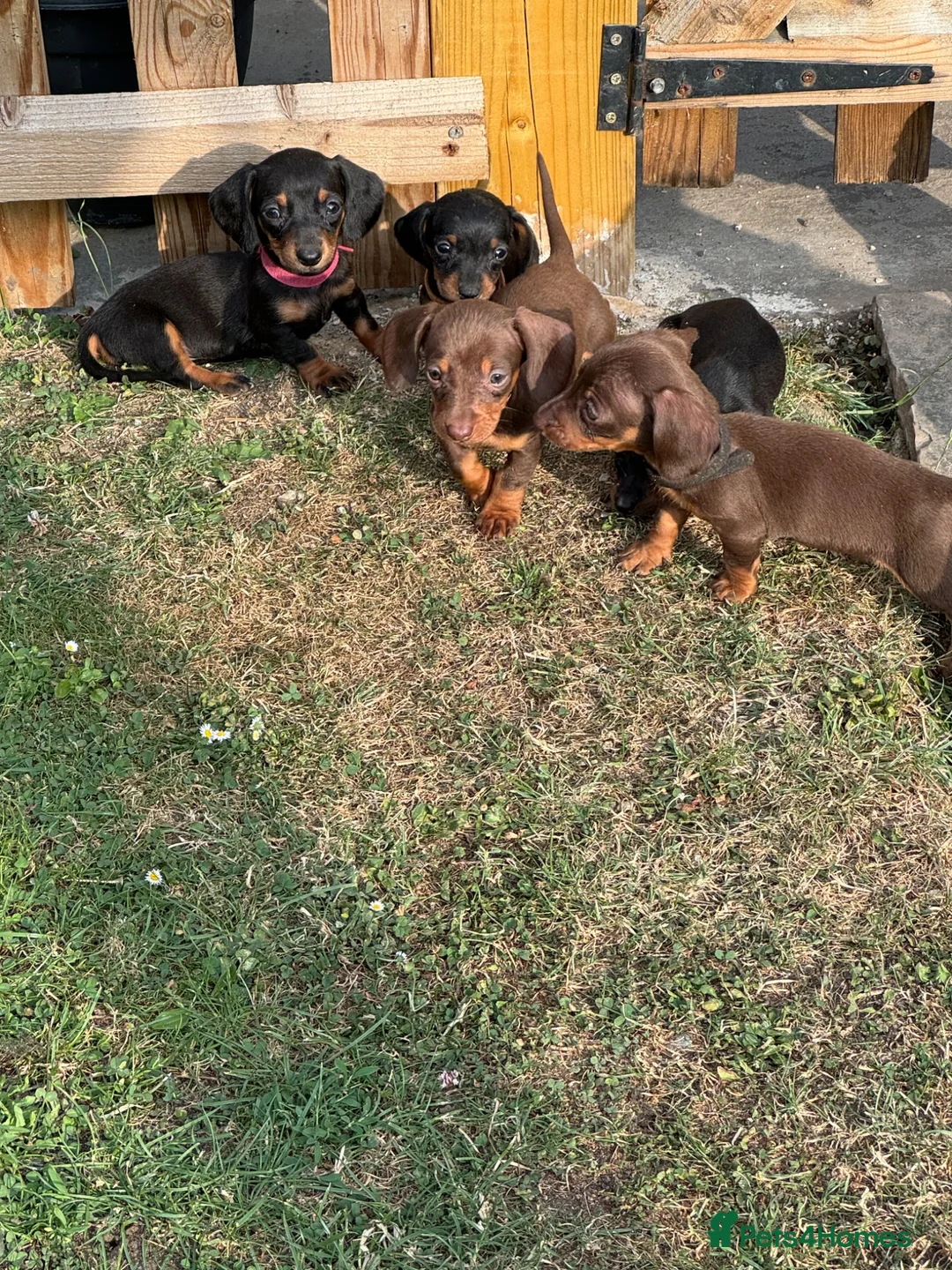 Miniature Dachshund dogs for sale: Ready now Miniature dachshund girls - Advert 2
