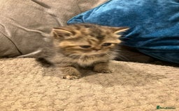 Exotic cats for sale: Pure bred exotic kittens for sale - Image 10