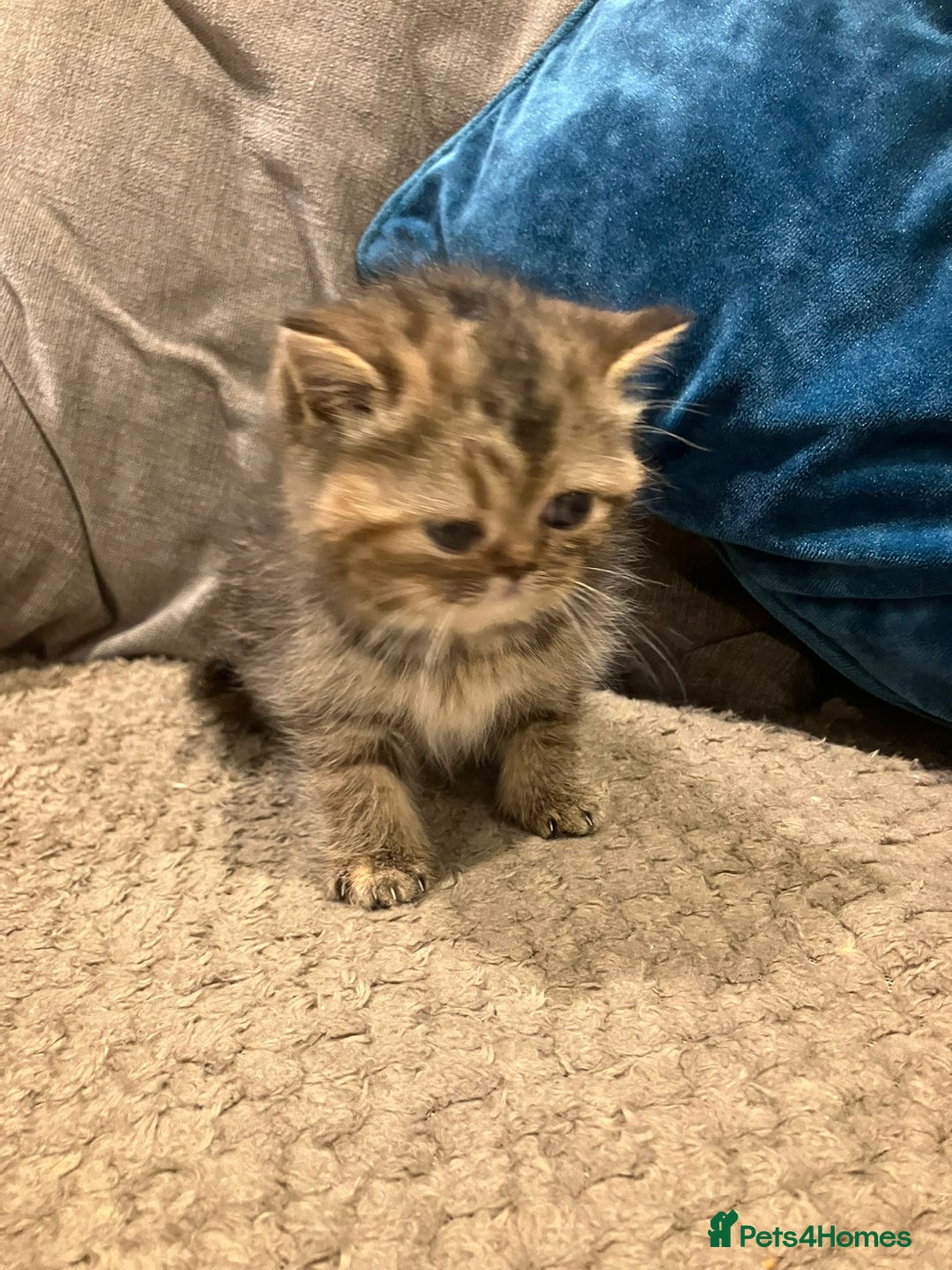 Exotic cats for sale: Pure bred exotic kittens for sale - Image 10