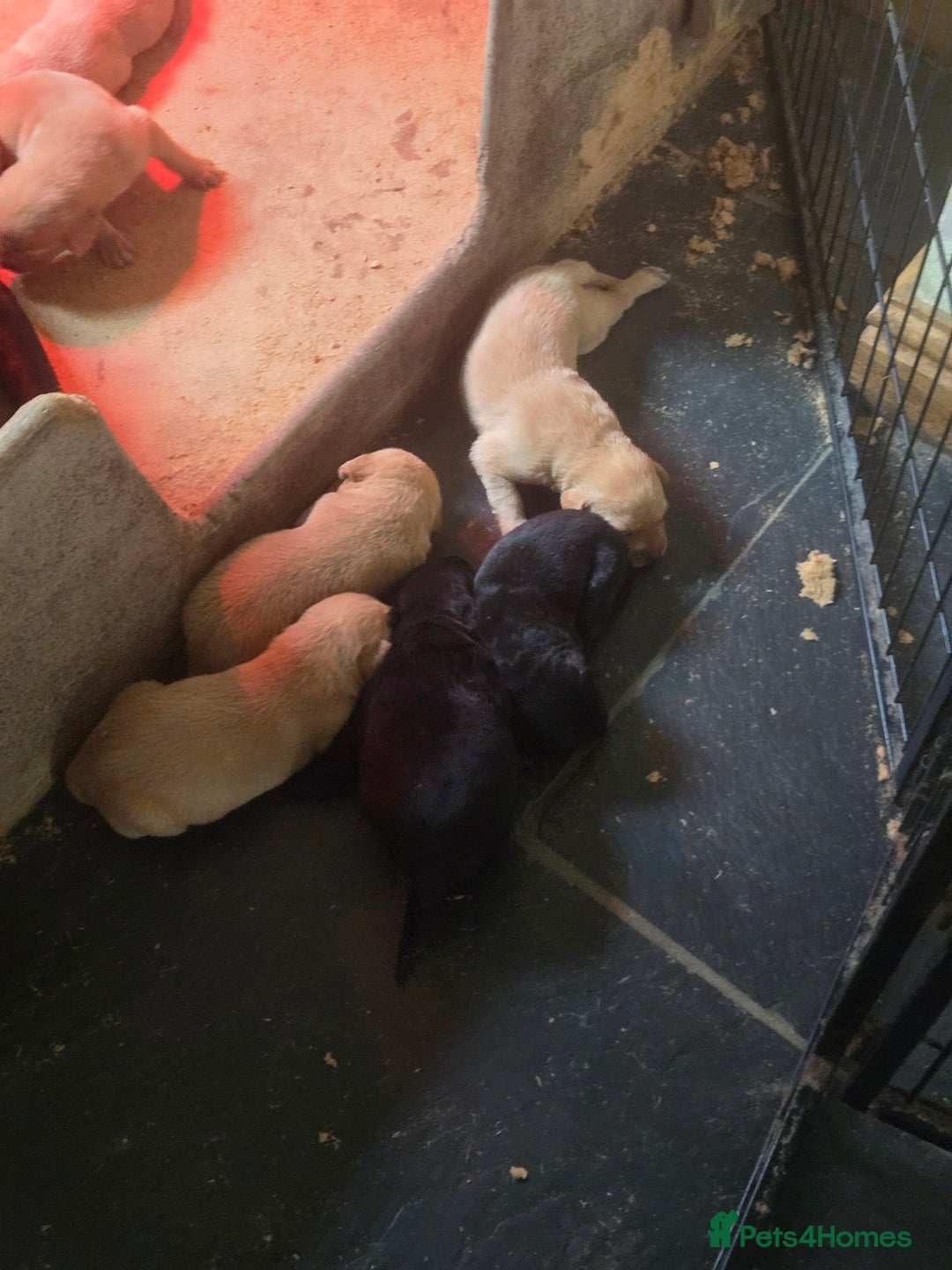 Labrador Retriever dogs for sale: Stunning litter of Fox Red and Black Labradors - Image 19