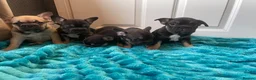 French Bulldog dogs for sale: 5 Frenchie pups ready for their forever homes🐶🏡 - Advert 3