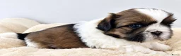 Shih Tzu dogs for sale: Beautiful Shih Tzu Puppies – 2 Girls & 3 Boys in London - Advert 7
