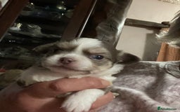 Chihuahua dogs for sale: Beautiful long coat chihuahua - Image 4