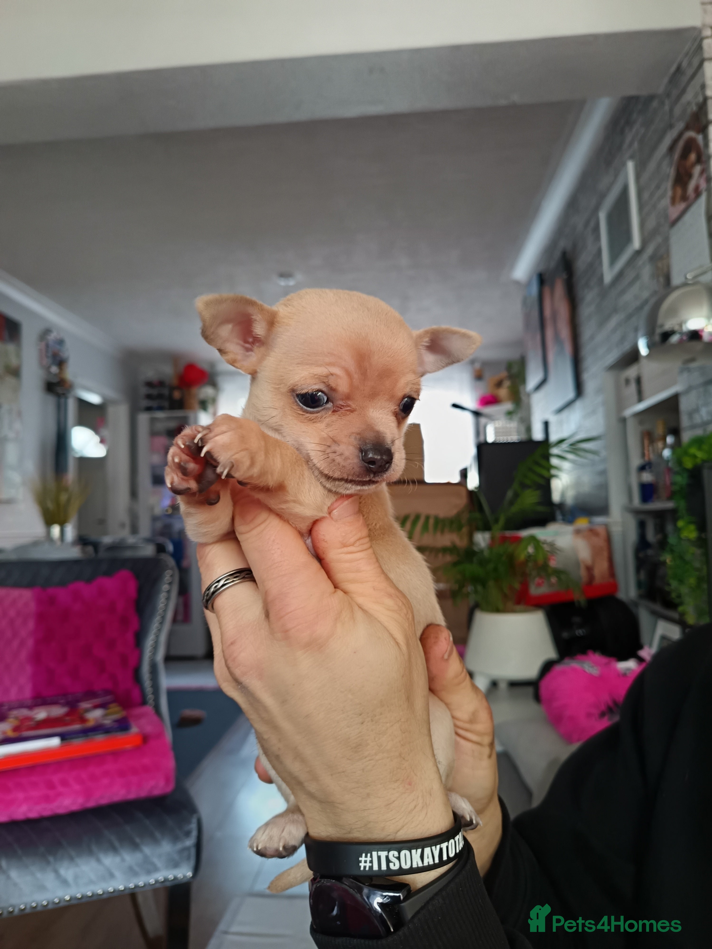 Chihuahua dogs Chihuahua boy 💙 - Advert 13