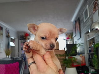 Chihuahua dogs Chihuahua boy 💙 - Advert 6