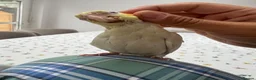 Cockatiels birds for sale: 9 Week Hand tamed female baby cockatiel dna tested in London - Advert 8