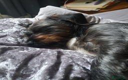 Mixed Breed dogs for stud: Dachshund x Shih Tzu for stud - Image 8
