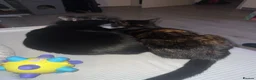 Domestic Shorthair cats for sale: Beautiful Tortoiseshell Domestic Shorthair Cat - Advert 4
