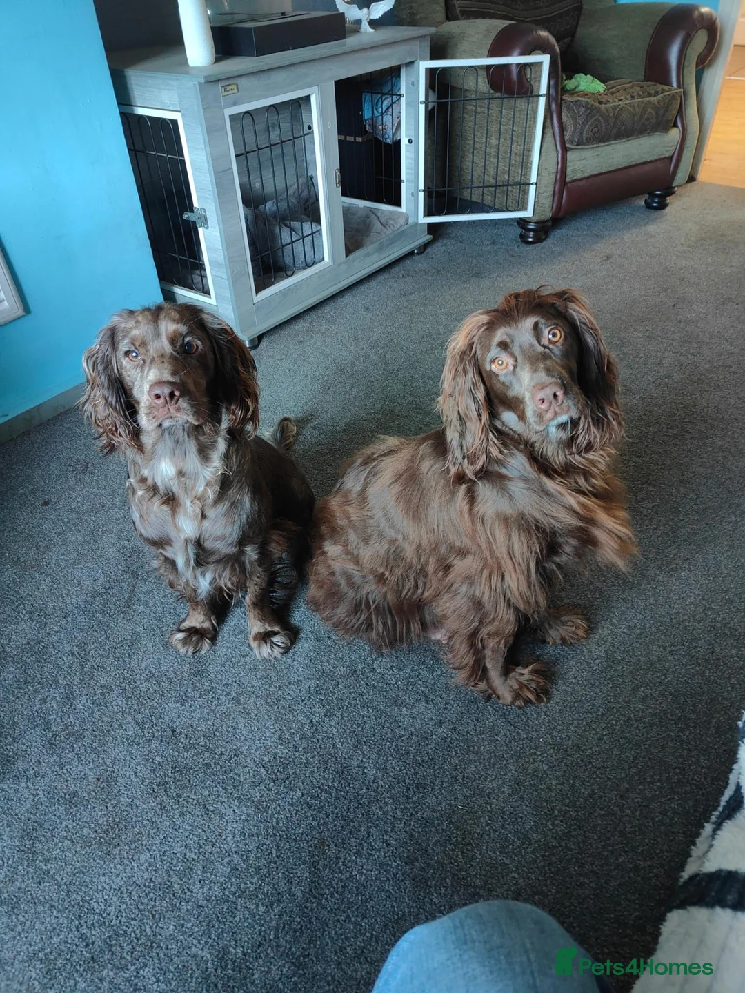 Cocker Spaniel dogs for sale: Cocker spaniel  - Advert 1