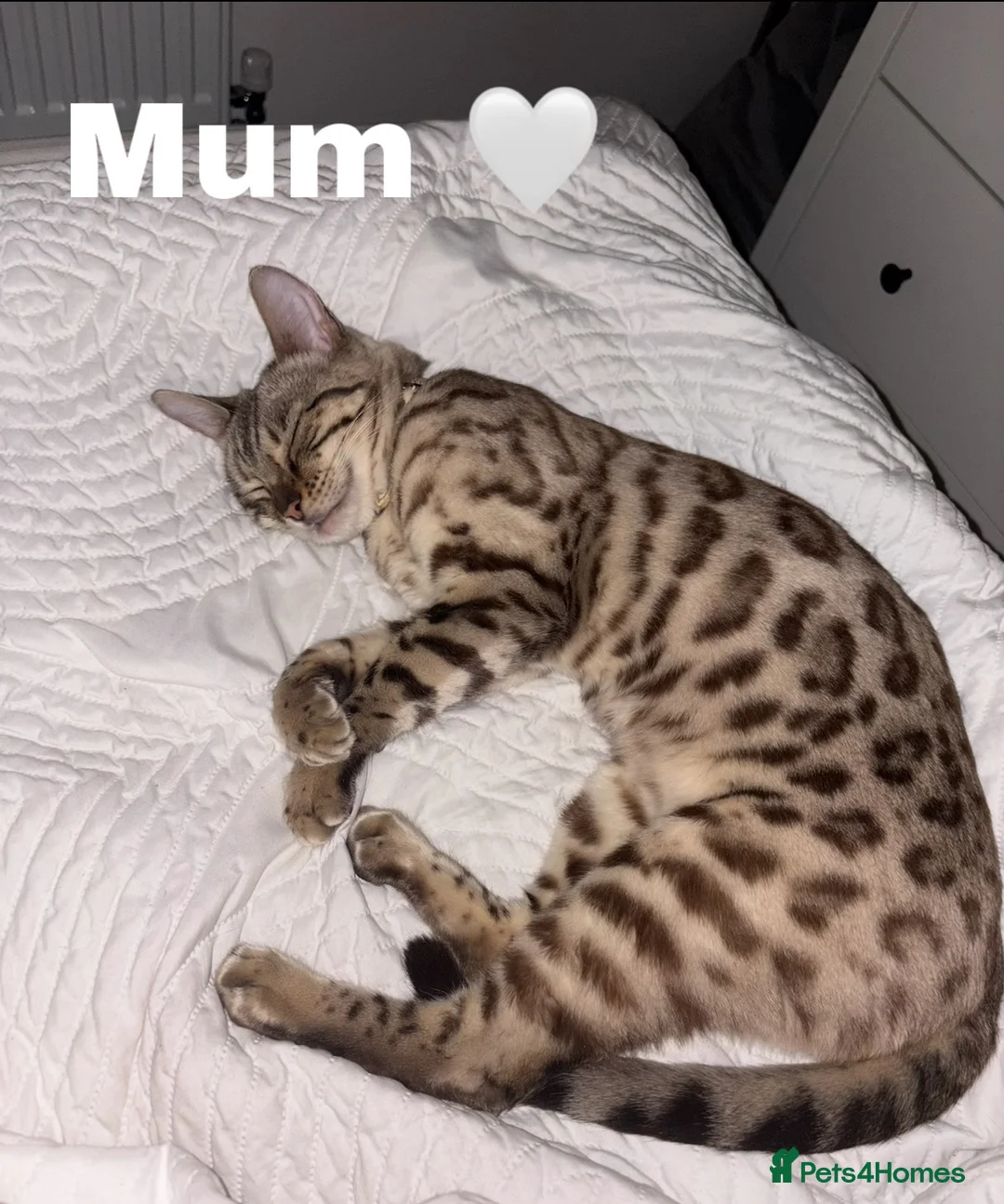 Bengal cats for sale: Last Bengal Cross Kitten Beautiful Girl Ready Now - Advert 2