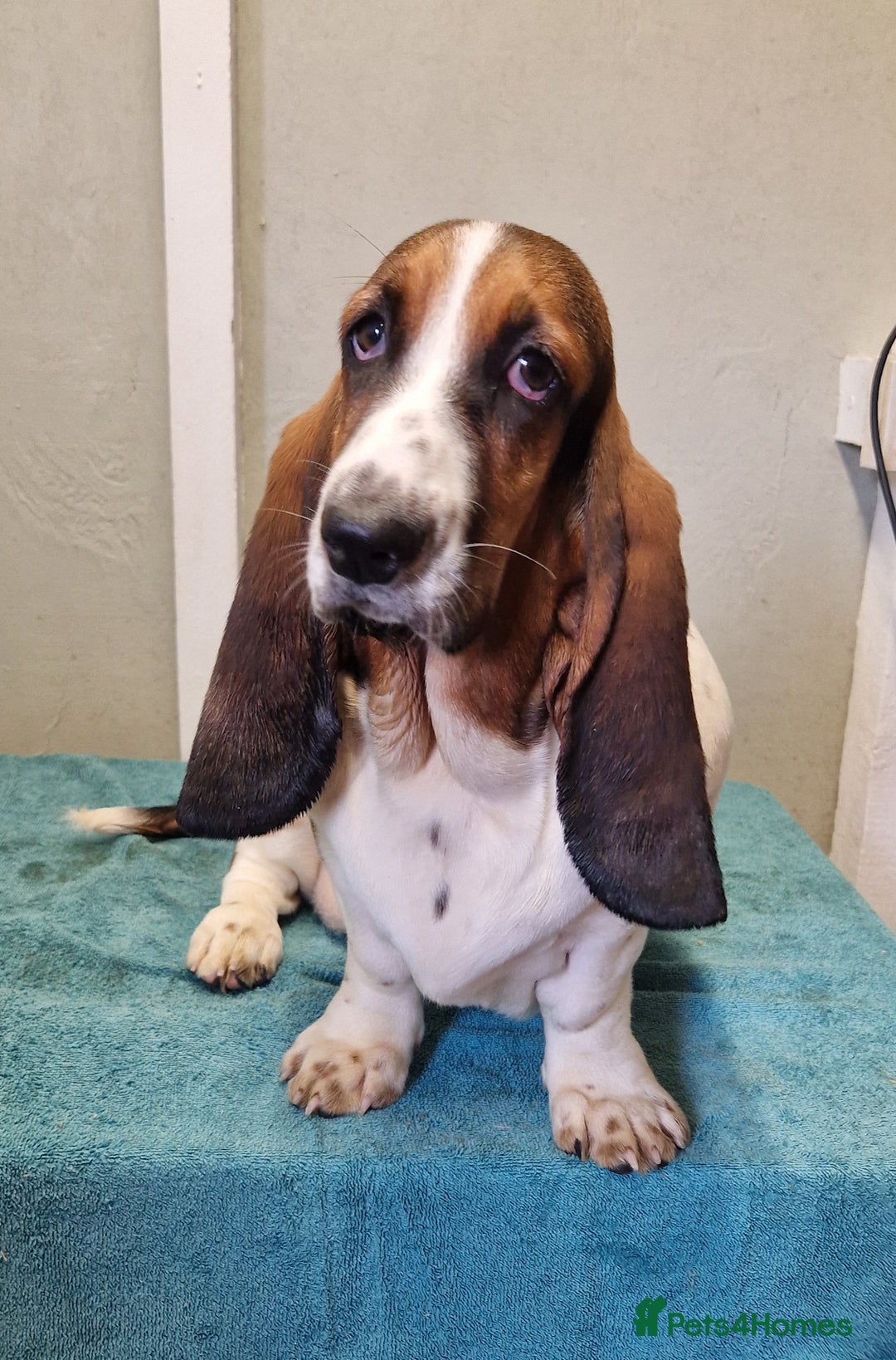 Basset Hound dogs for sale: Fabulous Small Basset - Advert 1