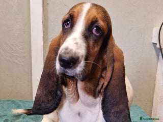 Basset Hound dogs Fabulous Small Basset - Advert 4
