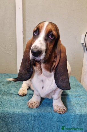 Basset Hound dogs Fabulous Small Basset - Advert 1