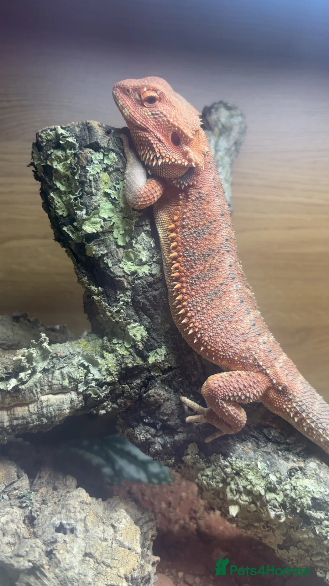 Bearded Dragon reptiles for sale: bearded dragon - Advert 3