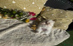 Pomeranian dogs for sale: KC White Pomeranian polar bears 🐻‍❄️  - Image 14