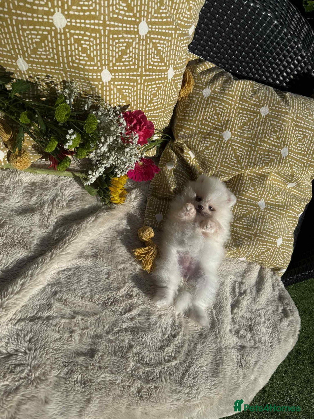 Pomeranian dogs for sale: KC White Pomeranian polar bears 🐻‍❄️  - Image 14
