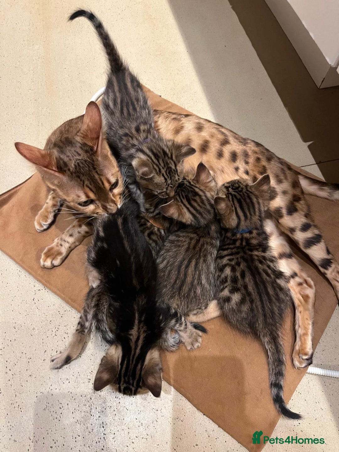 Bengal cats for sale: BEAUTIFUL BENGAL CROSS KITTENS-TWO GIRLS LEFT  - Advert 5
