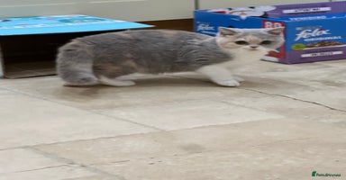 British Shorthair cats - Advert 2