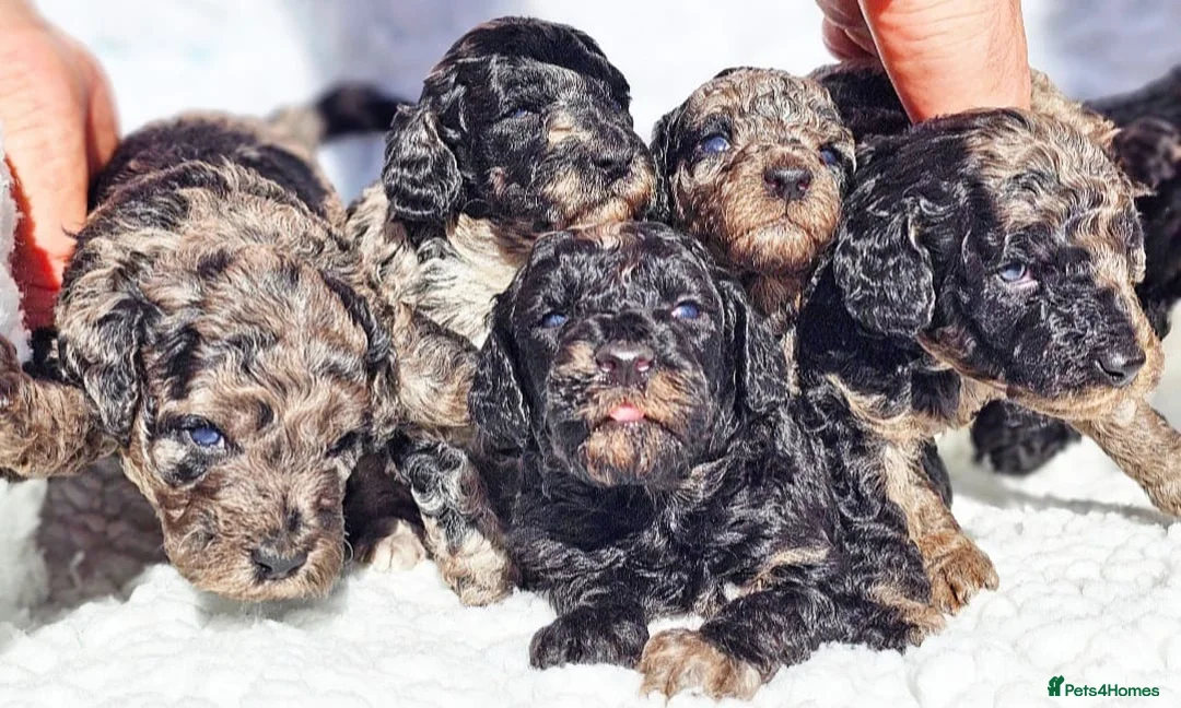 Cockapoo dogs for stud: Red f1b cockapoo health tested stud  in Swindon - Advert 9